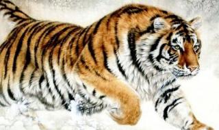 克己奉公指什么生肖 克己奉公指什么生肖